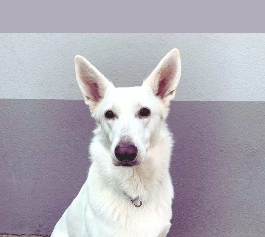 Zilli, der weiße Schäferhund des Hauses